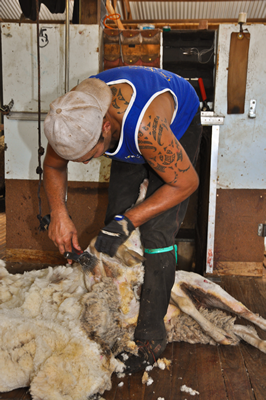 Cooinbil Shearing 039399  © Claire Parks Photography